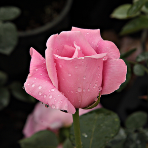 Grand rosier hybride de thé aux fleurs roses datant de fin 19ème.